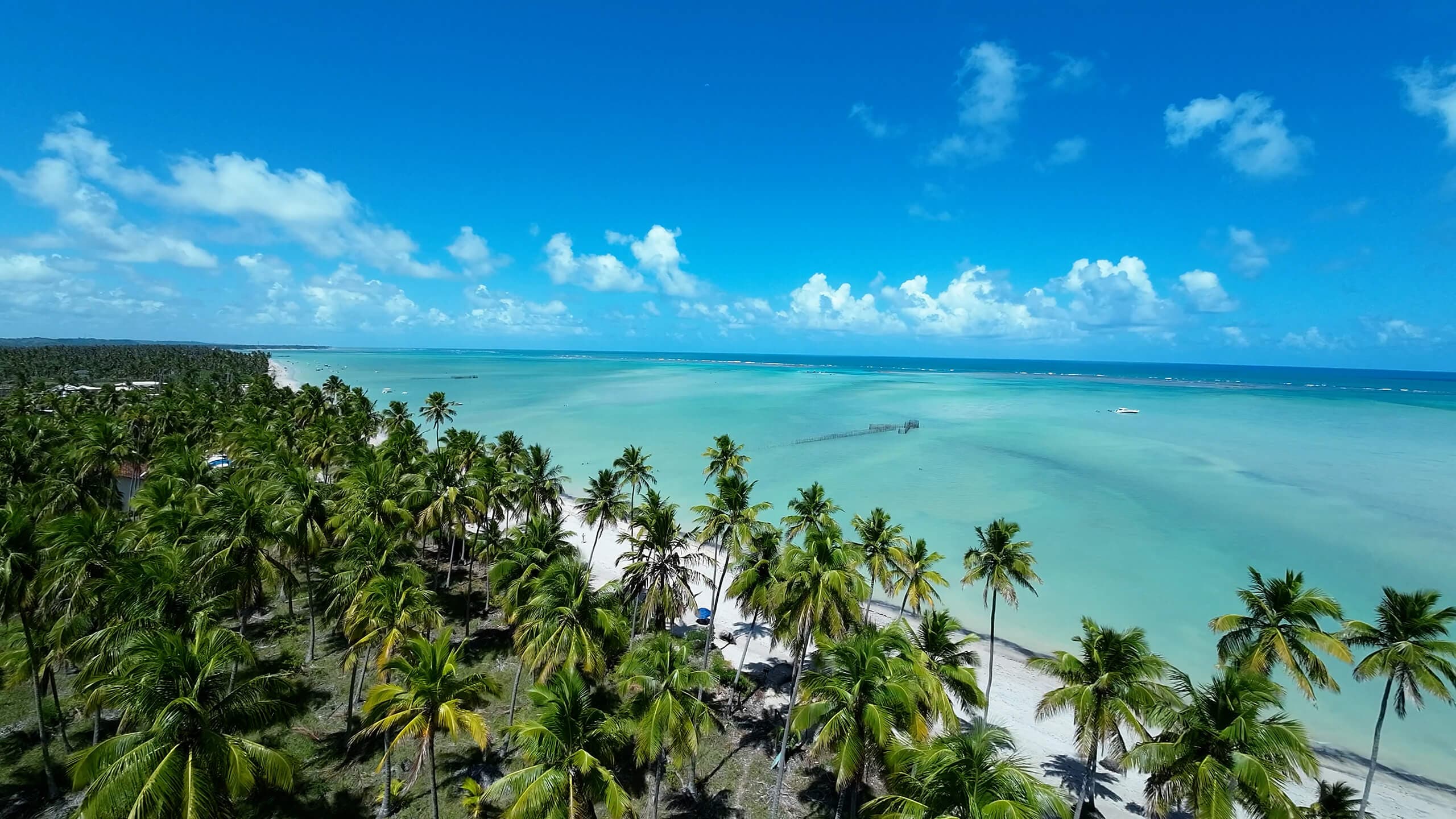 Praia de Maragogi com mar azul e coqueiros